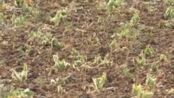 Дар Кӯлоб лашкари азими малах бедодгарӣ кардааст
