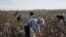 Rights groups have called on Uzbekistan for many years to eradicate a long-running state-controlled system forcing millions of citizens to pick cotton and meet harvest quotas.