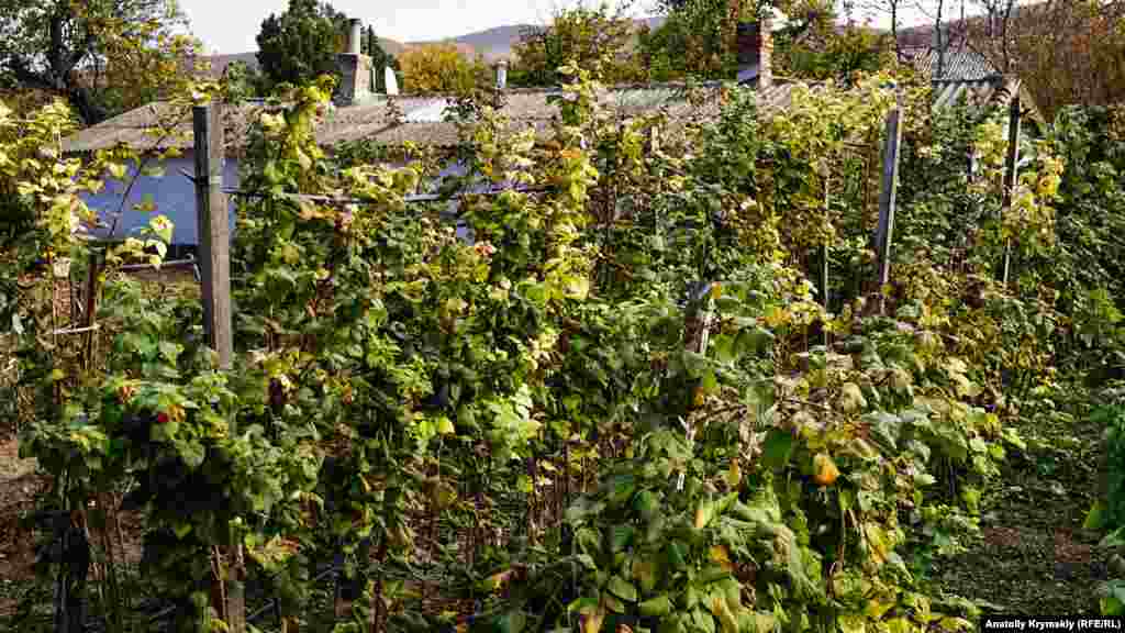 Ahudut daa bereket bere