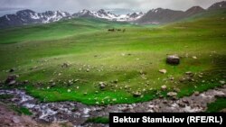 Чүй облусу. Суусамыр жайлоосу 