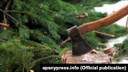 На этой неделе выявлено три факта незаконной вырубки хвойных