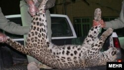 عکس پلنگ چهارساله که روز ۱۸ آذر ۹۲ در جاده خرم‌آباد-الشتر کشته شد. این پلنگ مادر بود.