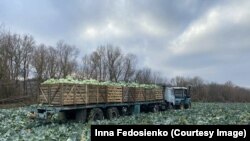 Родина займається овочівництвом уже чверть століття – спершу на Харківщині, а тепер відновлює справу з нуля на Прикарпатті