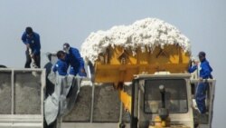 Demirgazyk regionyň pagtaçylary ýygyma giç girişer