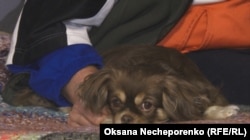 Собака Якова