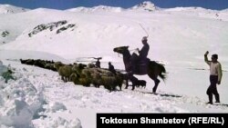 Былтыр Нарын аймагында жайлоолорго июнь айында жарым метр кар жаап салган. Нарын. 20-июнь, 2013-жыл.  