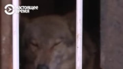 ХIунда хета цIахь борз кхаба мега аьлла?