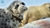 Kazakhstan - Caspian seal. Photo: "Institute of Hydrobiology and Ecology"/website ihe.kz