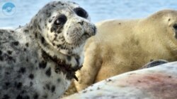  تأثیر فضای سیاسی دریای خزر بر انقراض «فُک خزری»