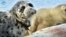 Kazakhstan - Caspian seal. Photo: "Institute of Hydrobiology and Ecology"/website ihe.kz